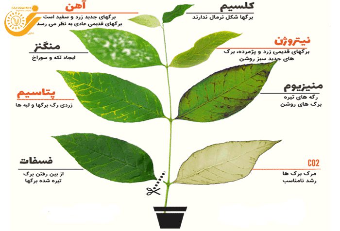 نقش کلسیم در گیاهان - فروشگاه کشاورزی دیجی رَز