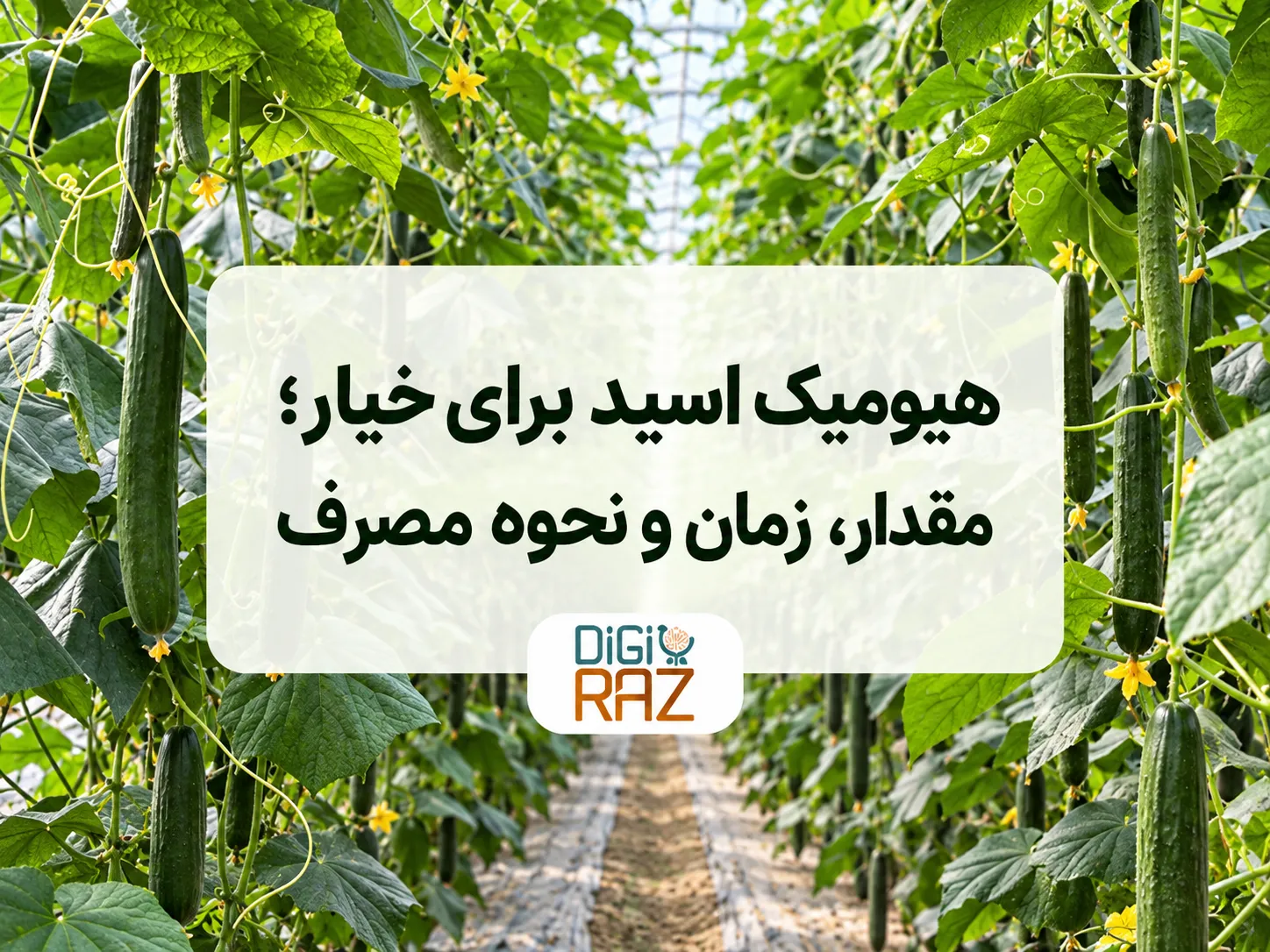 هیومیک اسید برای خیار