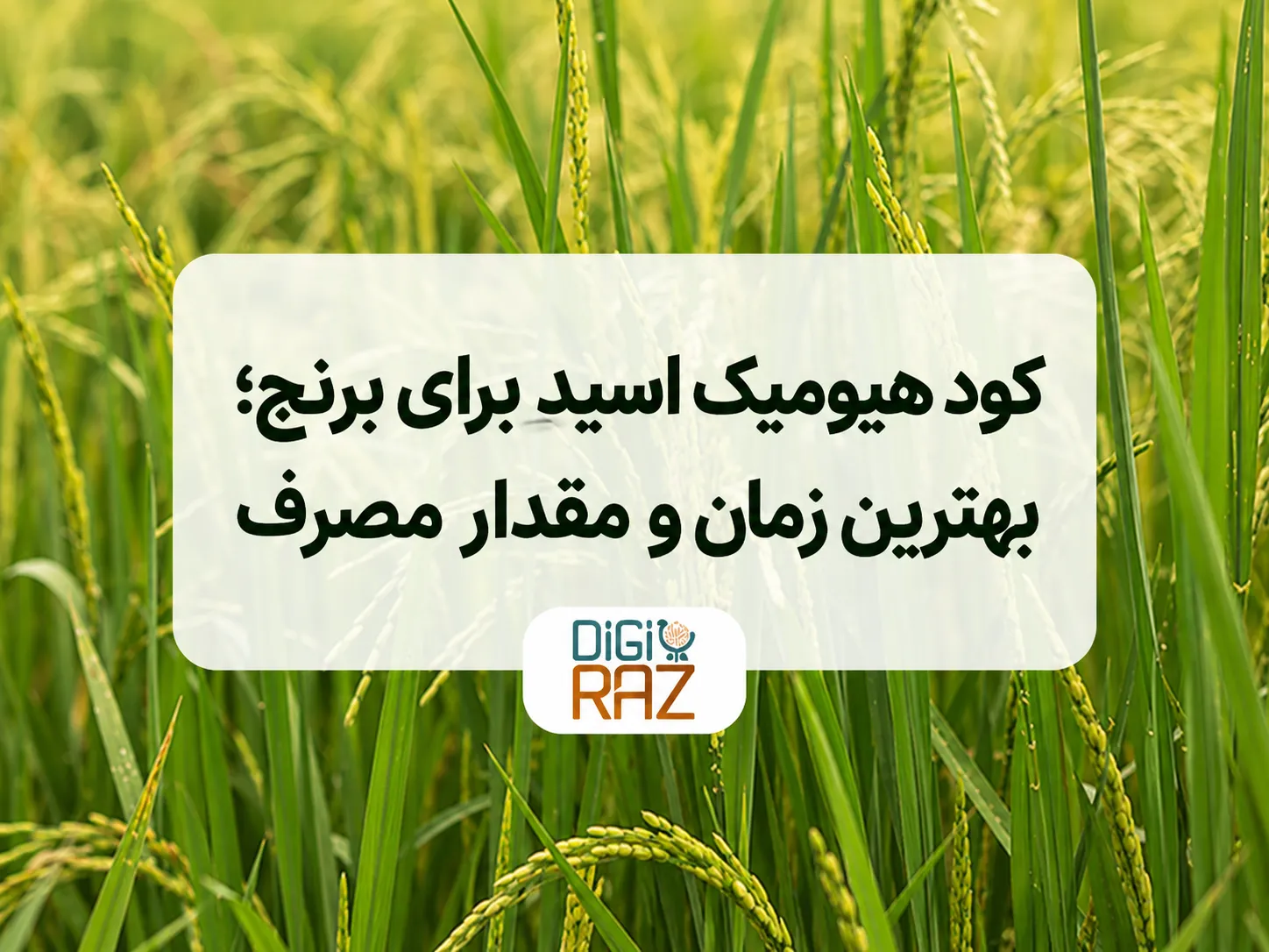 کود هیومیک اسید برای برنج