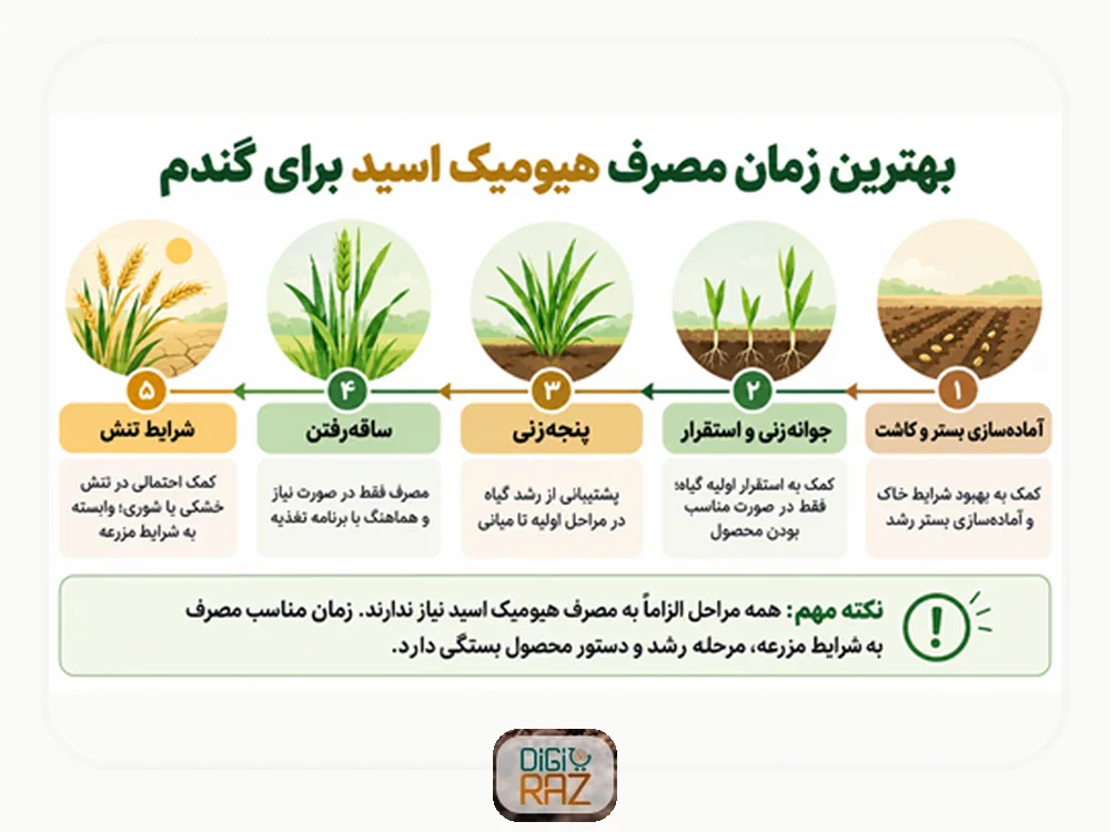 کود هیومیک اسید برای گندم؛ بهترین زمان، مقدار و روش مصرف در گندم دیم و آبی 3 بهترین زمان مصرف کود هیومیک اسید برای گندم