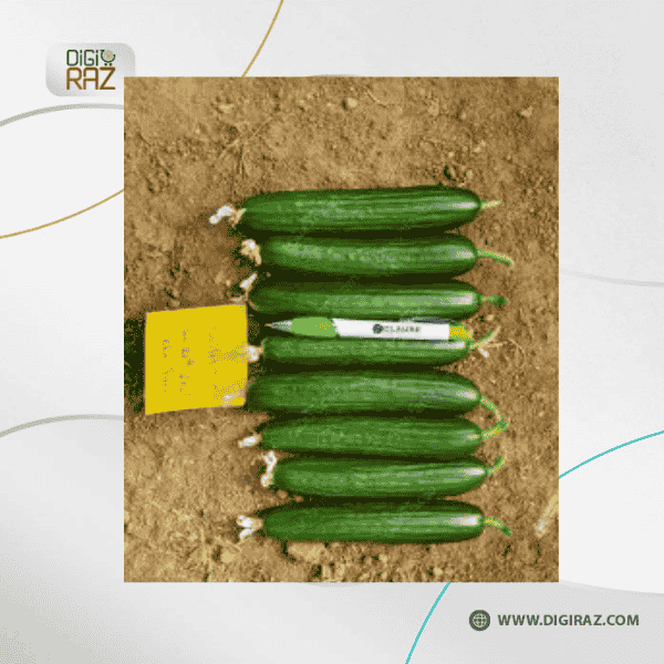 بذر خیار بالستیک