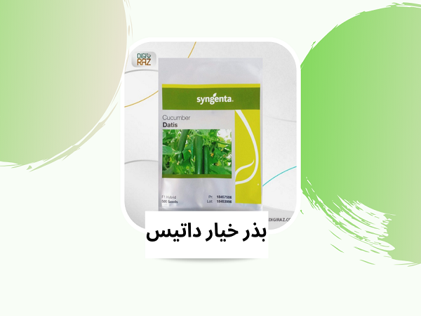 خرید بذر خیار گلخانه ای داتیس F1 1 بذر خیار داتس خرید و قیمت