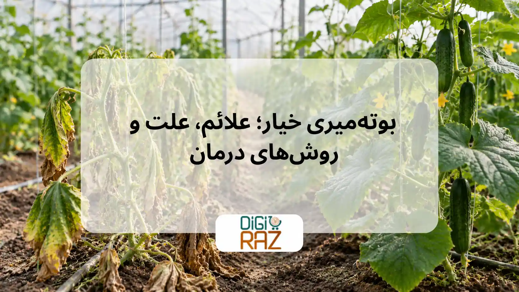 بوته میری خیار چیست