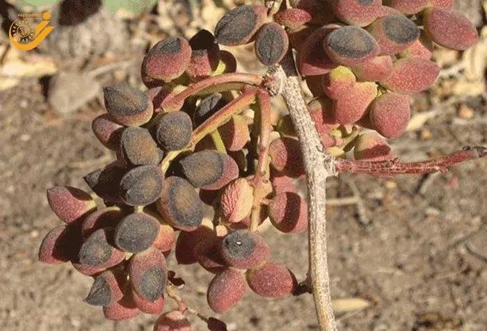 نیترات کلسیم برای پسته 4 آفتابسوختگی و سرسوختگی نوک پسته
