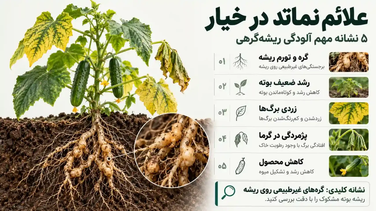نماتد ریشه خیار؛ علائم، خسارت و روشهای کنترل 2 علائم نماتد در خیا