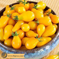 قیمت گوجه بیضی زرد درختی آذر سبزینه