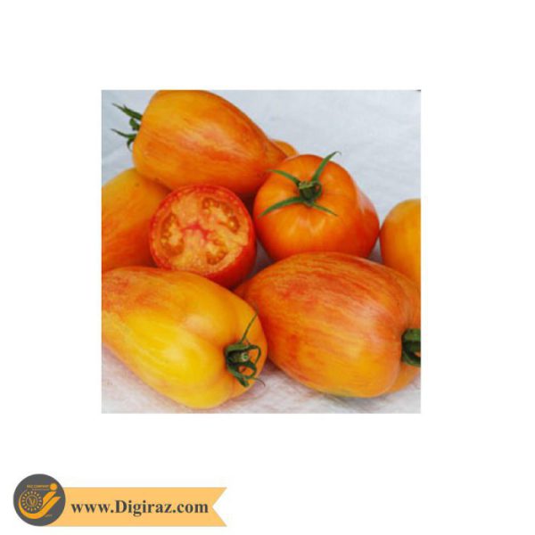 قیمت گوجه زیتونی ببری زرد درختی آذر سبزینه