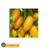 قیمت گوجه زیتونی زرد درشت درختی آذر سبزینه