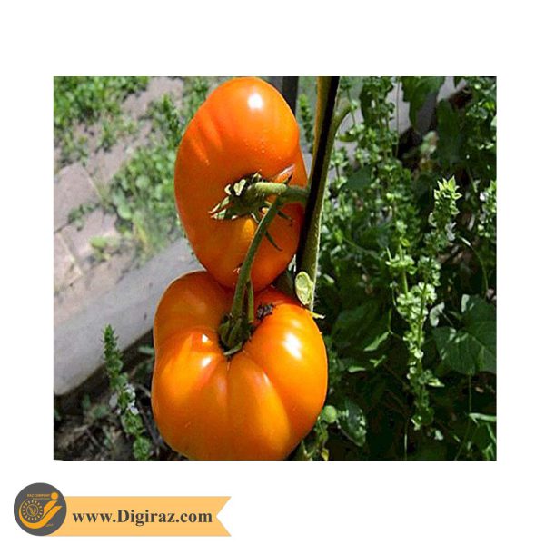 قیمت گوجه غول نارنجی درختی آذر سبزینه