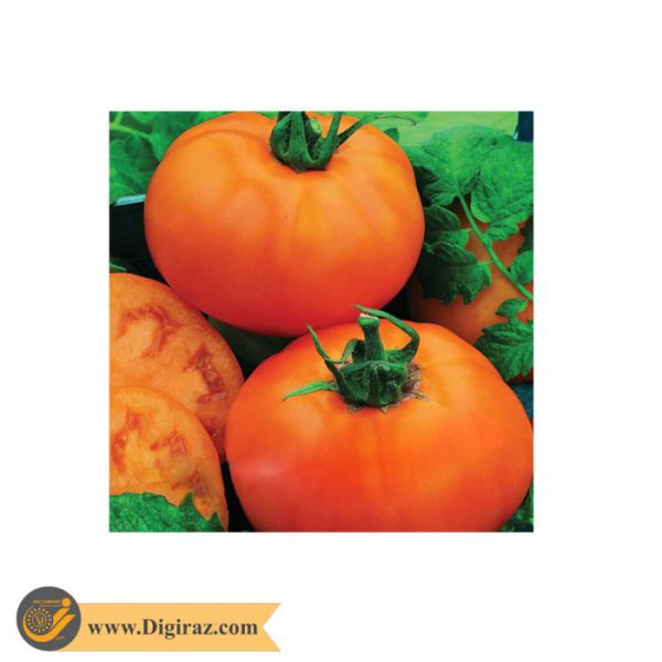 قیمت گوجه فرنگی نارنجی بوته ای آذر سبزینه