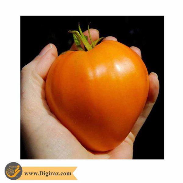 قیمت گوجه قلبی طلایی درختی آذر سبزینه