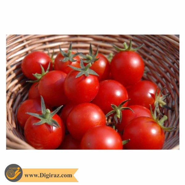 قیمت گوجه کبابی قرمز درختی آذر سبزینه